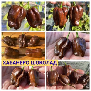 ХАБАНЕРО ШОКОЛАД