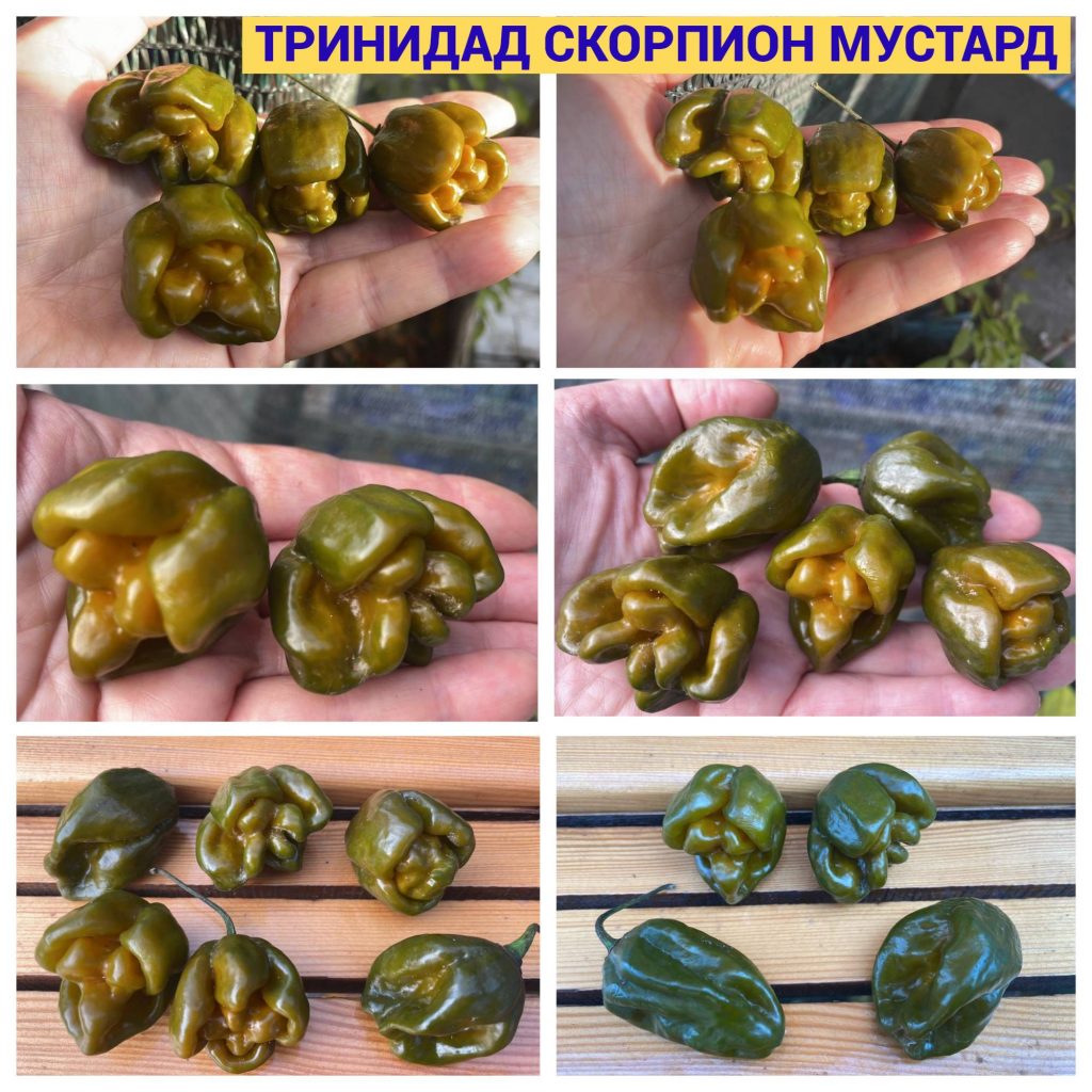 ТРИНИДАД СКОРПИОН МУСТАРД (TRINIDAD SCORPION) - перец