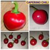 CAPERINO CHILI