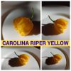 CAROLINA RIPER YELLOW КАРОЛИНА РИПЕР ЖЕЛТЫЙ