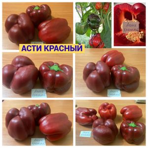 АСТИ КРАСНЫЙ