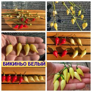 БИКИНЬО БЕЛЫЙ