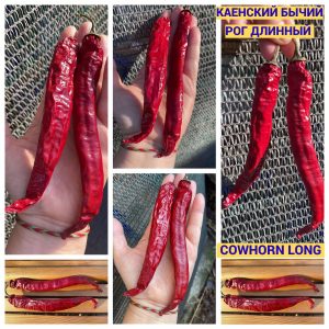 КАЕНСКИЙ БЫЧИЙ РОГ ДЛИННЫЙ (COWHORN LONG)