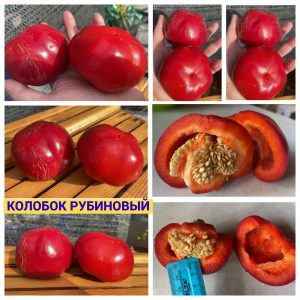 КОЛОБОК РУБИНОВЫЙ