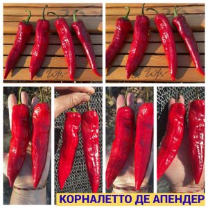 КОРНАЛЕТТО ДЕ АПЕНДЕР