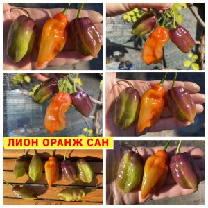 ЛИОН ОРАНЖ САН