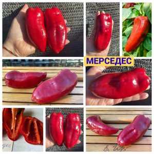 МЕРСЕДЕС