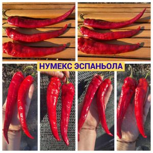 НУМЕКС ЭСПАНЬОЛА
