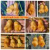 САХАРНЫЙ ПРИЛИВ ПЕРСИК-2 (SUGAR RUSH PEACH long) - персиковый перец, острый, 3 семян 7098 САХАРНЫЙ ПРИЛИВ ПЕРСИК-2 7098