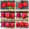 ТРИНИДАД МОРУГА СКОРПИОН РЕД
