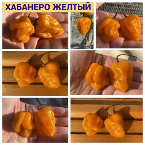 ХАБАНЕРО ЖЕЛТЫЙ