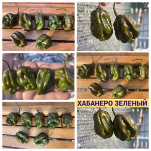 ХАБАНЕРО ЗЕЛЕНЫЙ