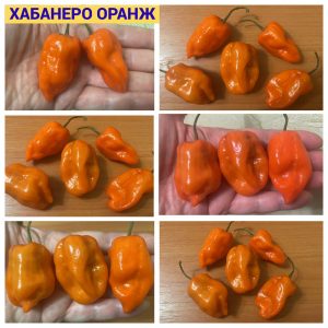 ХАБАНЕРО ОРАНЖ