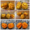 ХАБАНЕРО ТАБАКИТ