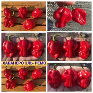 ХАБАНЕРО ЭЛЬ-РЕМО