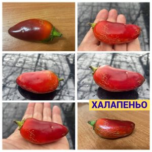 ХАЛАПЕНЬО