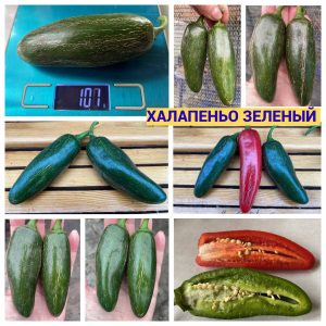 ХАЛАПЕНЬО ЗЕЛЕНЫЙ