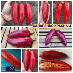 ХАЛАПЕНЬО КРАСНЫЙ