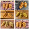 ЧИЛИСАД ЖЕЛТЫЙ