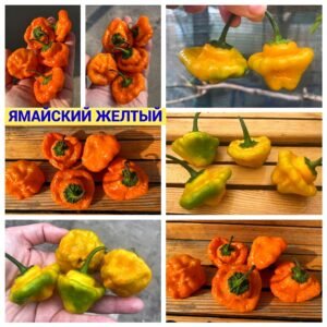 ЯМАЙСКИЙ ЖЕЛТЫЙ