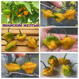 ЯМАЙСКИЙ ЖЕЛТЫЙ