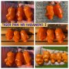 ТИГР PAW-NR ХАБАНЕРО-2