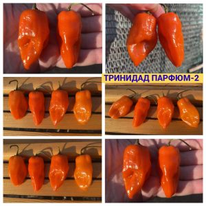 ТРИНИДАД ПАРФЮМ-2