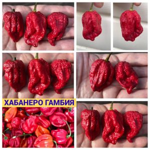ХАБАНЕРО ГАМБИЯ