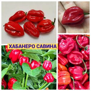 ХАБАНЕРО САВИНА
