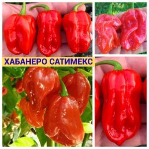 ХАБАНЕРО САТИМЕКС