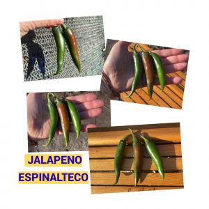 ХАЛАПЕНЬО ESPINALTECO