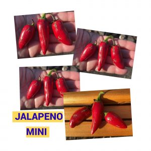 ХАЛАПЕНЬО MINI