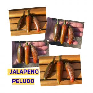 ХАЛАПЕНЬО PELUDO