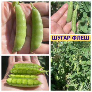ШУГАР ФЛЕШ