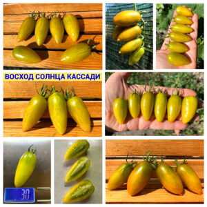ВОСХОД СОЛНЦА КАССАДИ