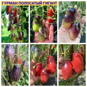ГУРМАН ПОЛОСАТЫЙ ГИГАНТ