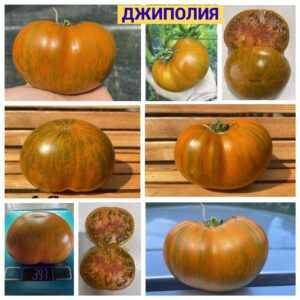 ДЖИПОЛИЯ