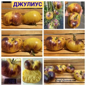 ДЖУЛИУС