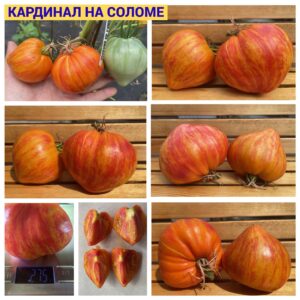 КАРДИНАЛ НА СОЛОМЕ