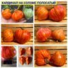 КАРДИНАЛ НА СОЛОМЕ ПОЛОСАТЫЙ
