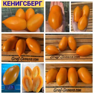 КЕНИГСБЕРГ