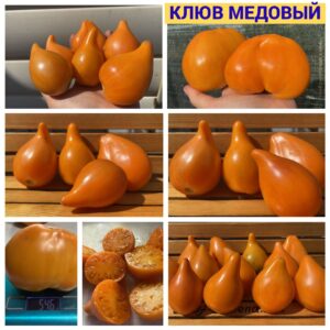 КЛЮВ МЕДОВЫЙ