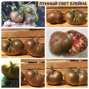 ЛУННЫЙ СВЕТ БЛЕЙНА