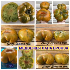 МЕДВЕЖЬЯ ЛАПА БРОНЗА