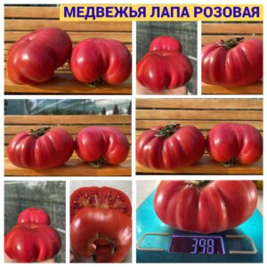 МЕДВЕЖЬЯ ЛАПА РОЗОВАЯ