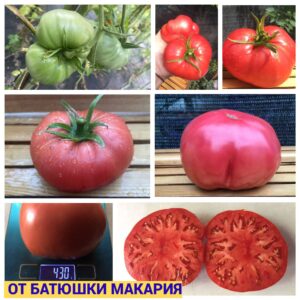 ОТ БАТЮШКИ МАКАРИЯ