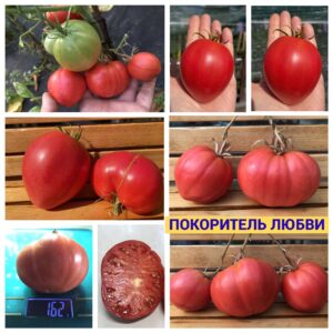 ПОКОРИТЕЛЬ ЛЮБВИ