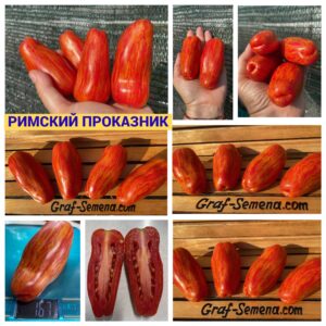 РИМСКИЙ ПРОКАЗНИК