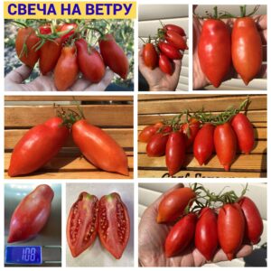 СВЕЧА НА ВЕТРУ