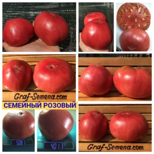 СЕМЕЙНЫЙ РОЗОВЫЙ